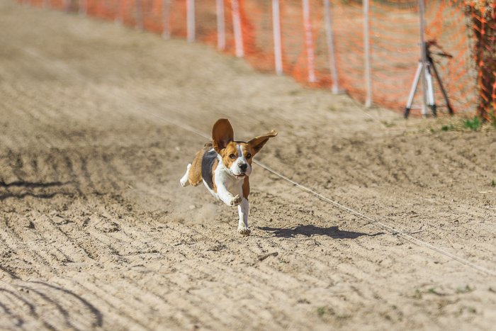 Photo of a puppy running on a dirt road