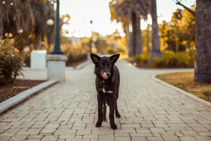 Photo of a dog in the middle of a park