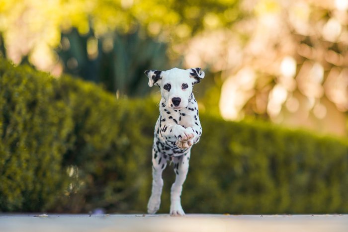 Photo of a jumping dalmatian puppy