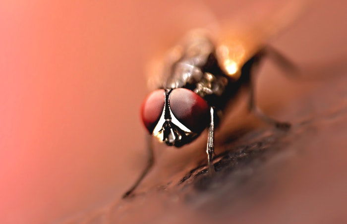 Macro photo of a fly