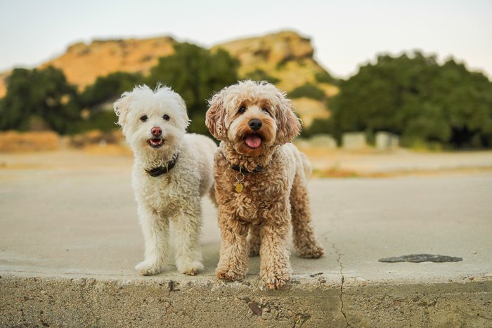 Two cute dogs standing next to each other 