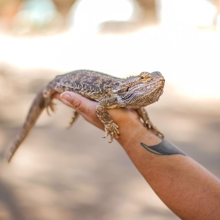 A hand holding a bearded dragon