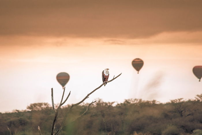 png file Sunset image with a bird of prey on a branch, and three hot-air balloons 