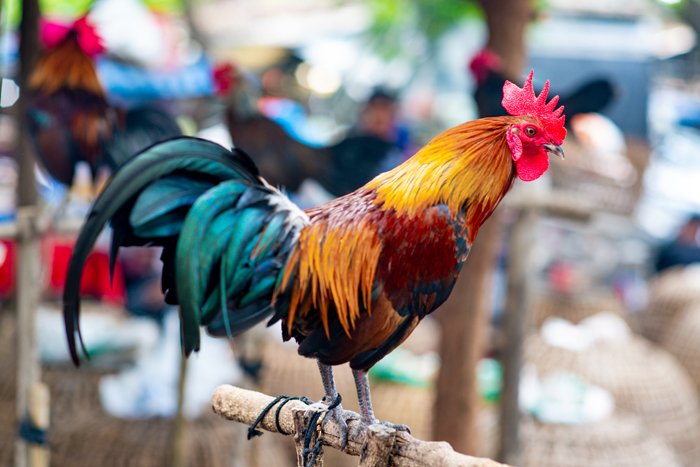 a bright portrait of a rooster standing on a branch