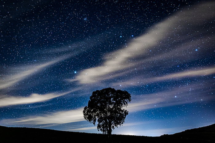 The silhouette of a tree under a starry sky using long exposure photography effects