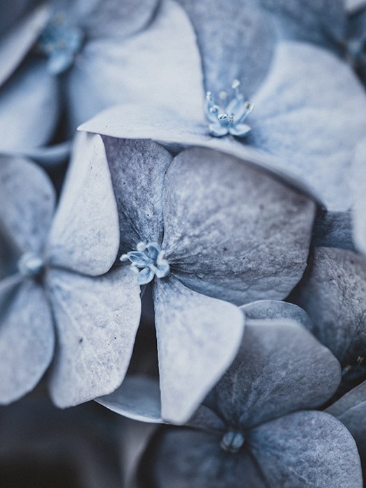Macro photo of a flower in desaturated blue