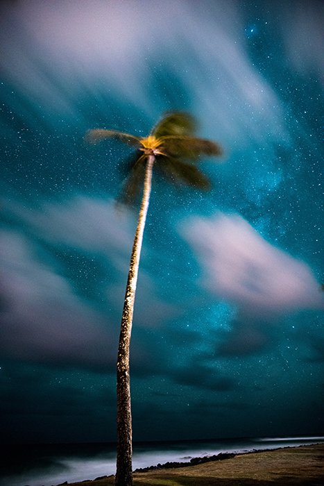 Photo of a palm tree under the starry sky