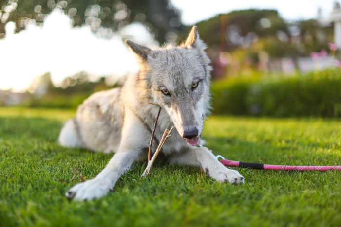 a wolf like dog chewing a stick