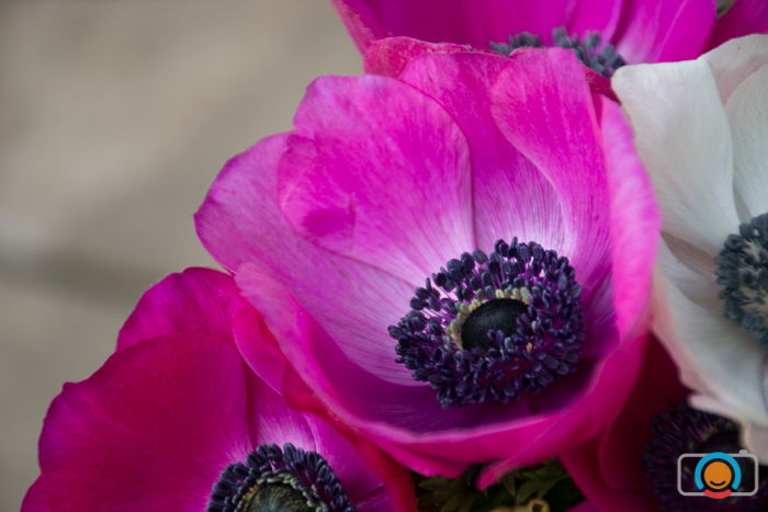 close up of a bunch of pink flowers 