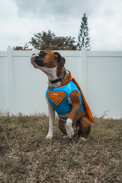 A cute dog dressed in a Superman costume 