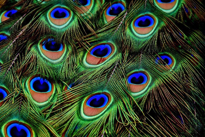 Photo of colorful peacock feathers