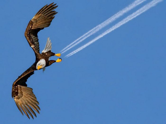 Perfectly timed photos of an eagle flying with airplanes trails from his feet