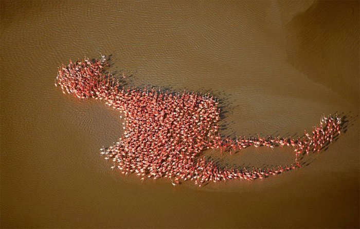 Photo a group of flamingos in the shape of a flamingo