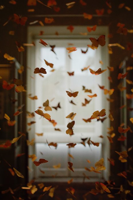 An edited image with falling leaves manipulated to look like butterflies