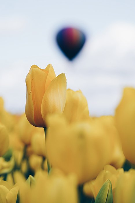 Yellow tulips in a field 
