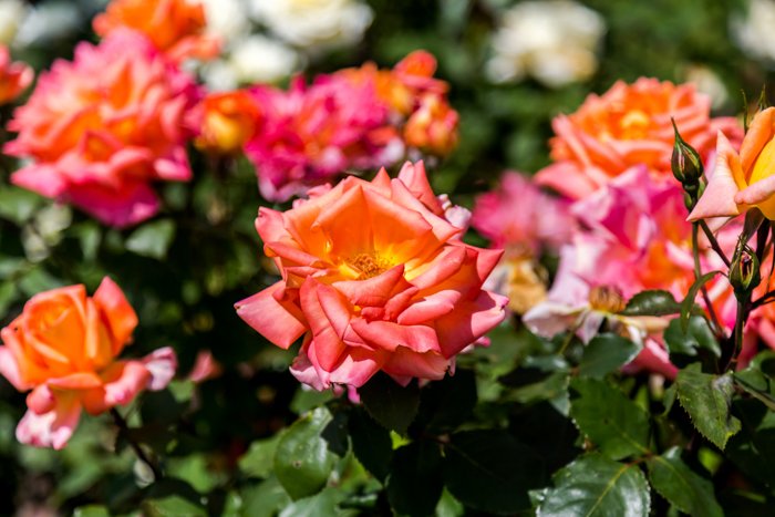 Close-up photo of colorful roses, a photography trend of capturing bright colors