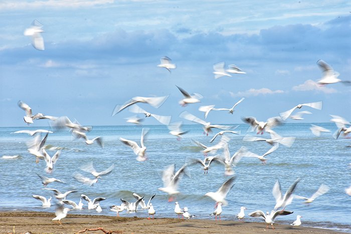 A motion blur image of seagulls on the beach
