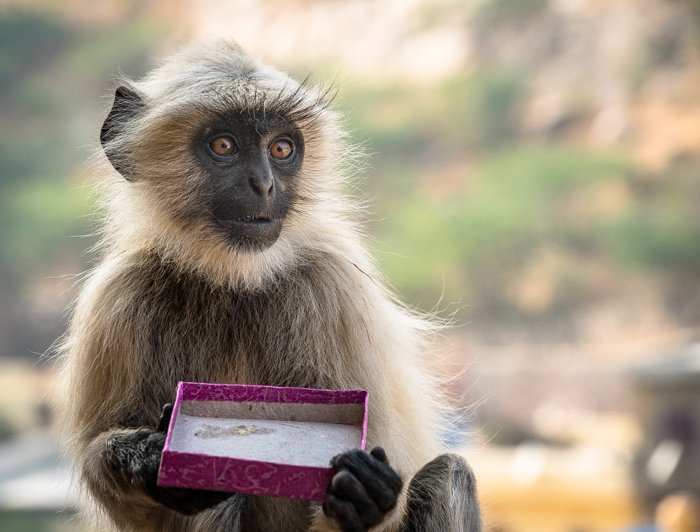 Cute Hanuman langur monkey in Jaipur, India eating a box of sweets
