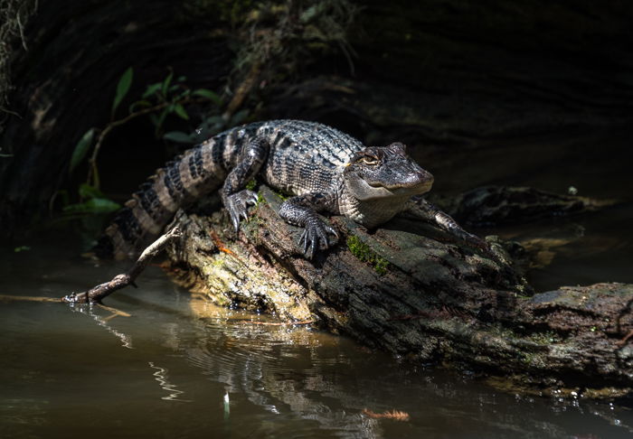 12 Wildlife Photography Composition Tips for Better Photos - 70