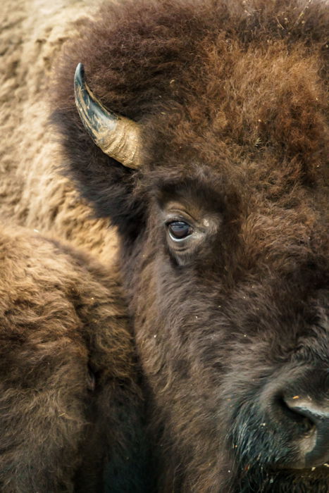 American bison looking into the camera 