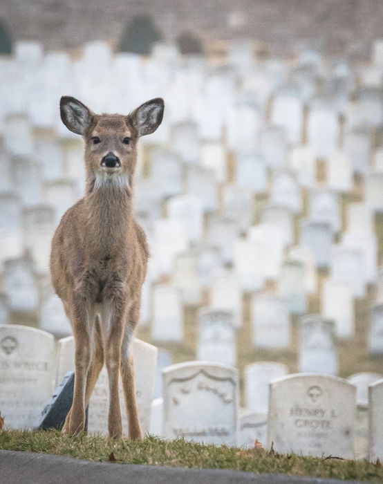 12 Wildlife Photography Composition Tips for Better Photos - 18