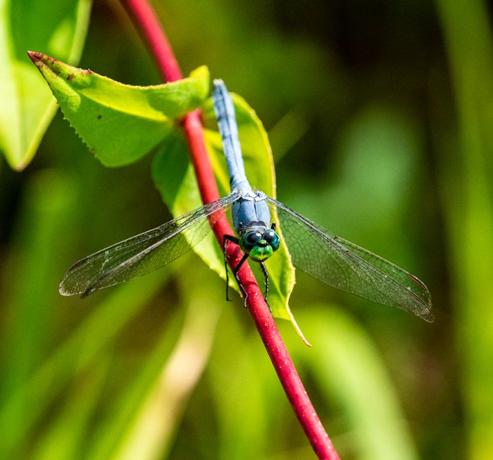 Blue dragonfly in Illinois conservation area.