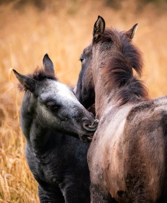 Wild horses in Missouri Ozarks grooming each other.
