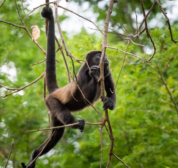 Howler monkey in the trees of Costa Rica