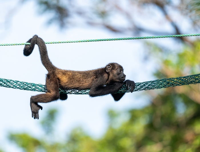 Baby Howler Monkey in Costa Rica resting on a monkey ladder against a bright sky