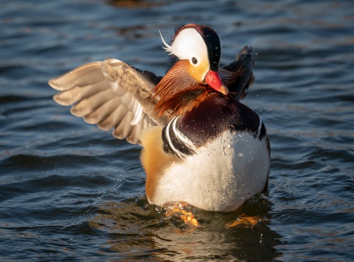 Mandarin duck captured with a bit of motion blur in the duck’s wings as he landed.