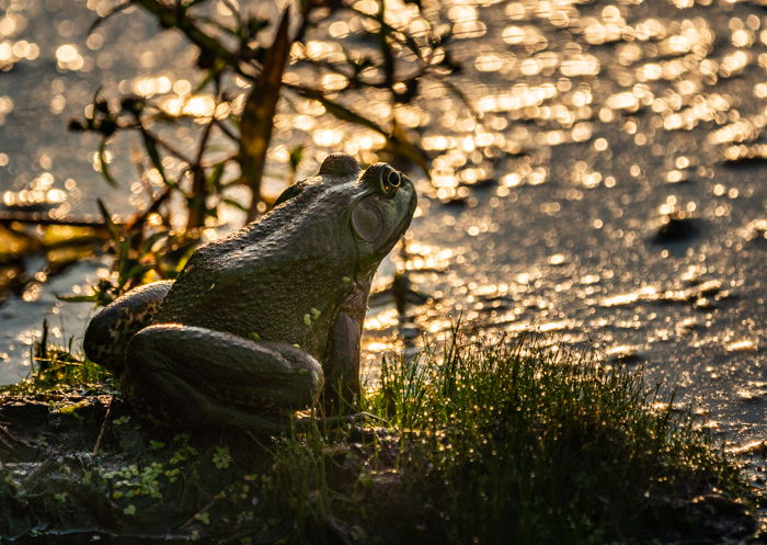 A frog on the side of a lake 