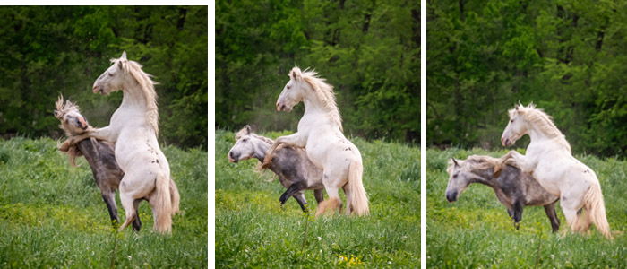 12 Wildlife Photography Composition Tips for Better Photos - 16