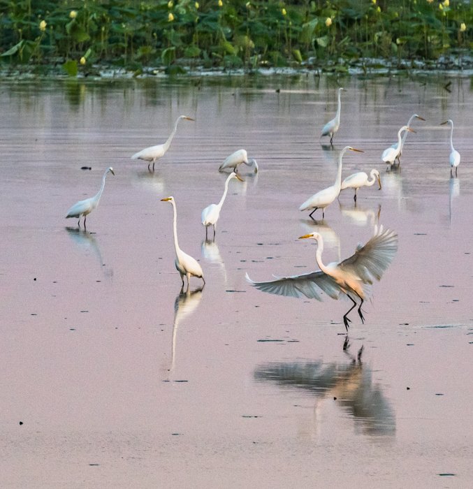 Egrets at a lake