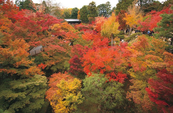 Photo of trees in the Autumn, Autumn Hues color style
