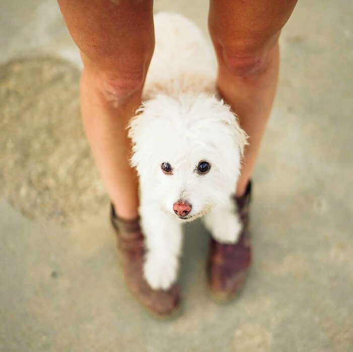photo of a dog in between his owner's feet