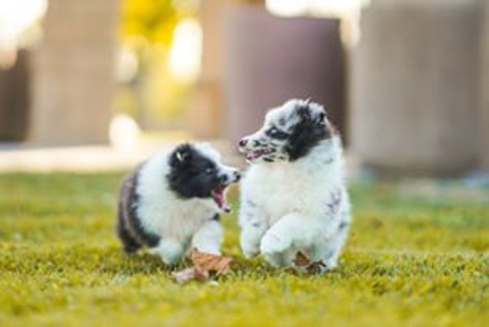 Photo of small puppies
