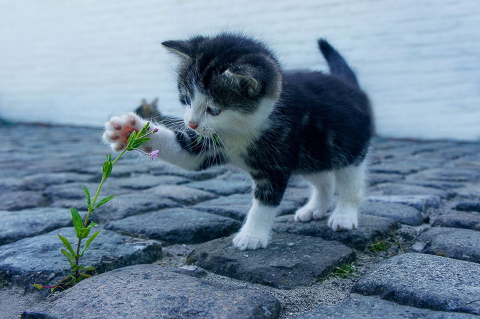 a cute kitten playing with a flower for a kitten photoshoot