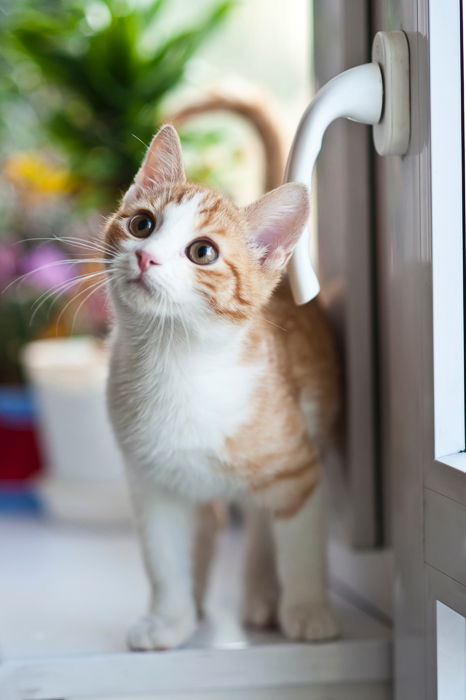 a cute kitten by a windowsill indoors for a kitten photoshoot