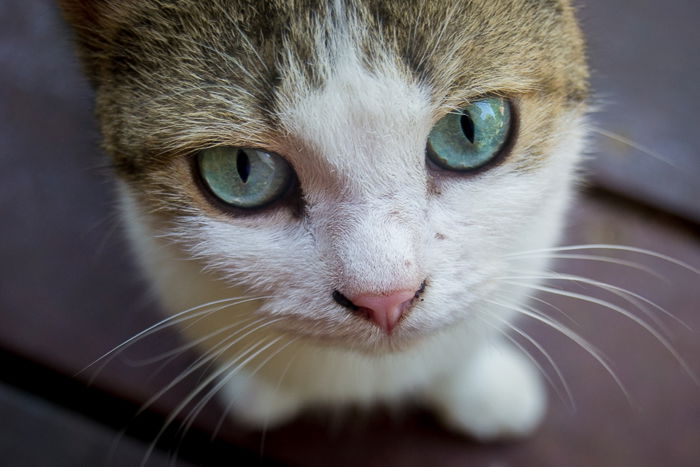 close up of a cute brown and white cat with green eyes for a kitten photoshoot