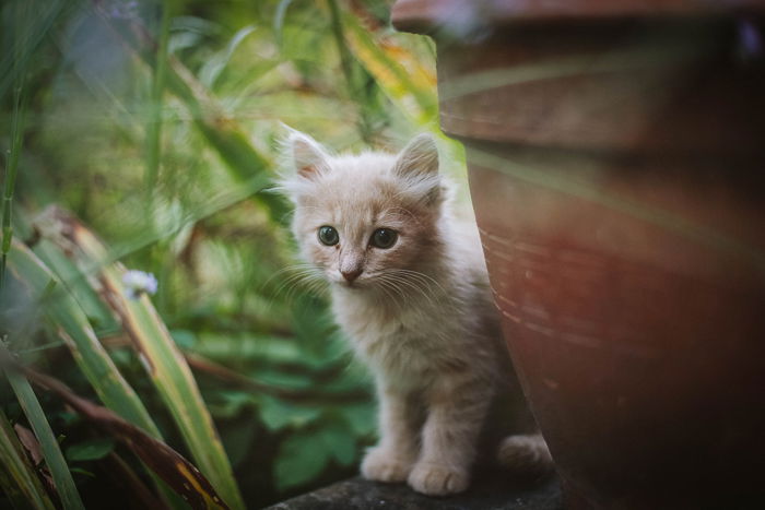 a cute kitten by a large flowerpot outdoors for a kitten photoshoot