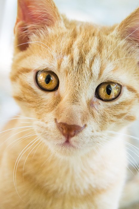 close up of a ginger cat with yellow eyes