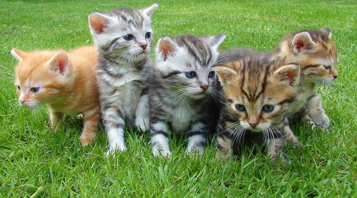 Five cute kittens in a line on the grass