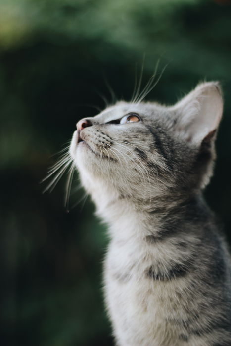 a cute grey kitten looking up for a kitten photoshoot