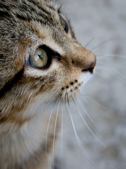 a close up photo of a tabby cat for a kitten photoshoot