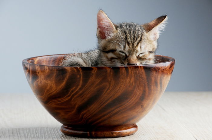 a cute kitten asleep in a wooden bowl for a kitten photoshoot