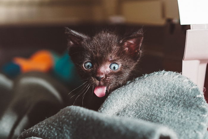 a cute brown cat with tongue sticking out for a kitten photoshoot