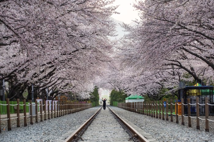 Photo of cherry trees in a park
