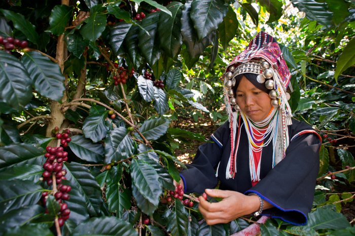 Photo of a woman in a headpiece picking berries