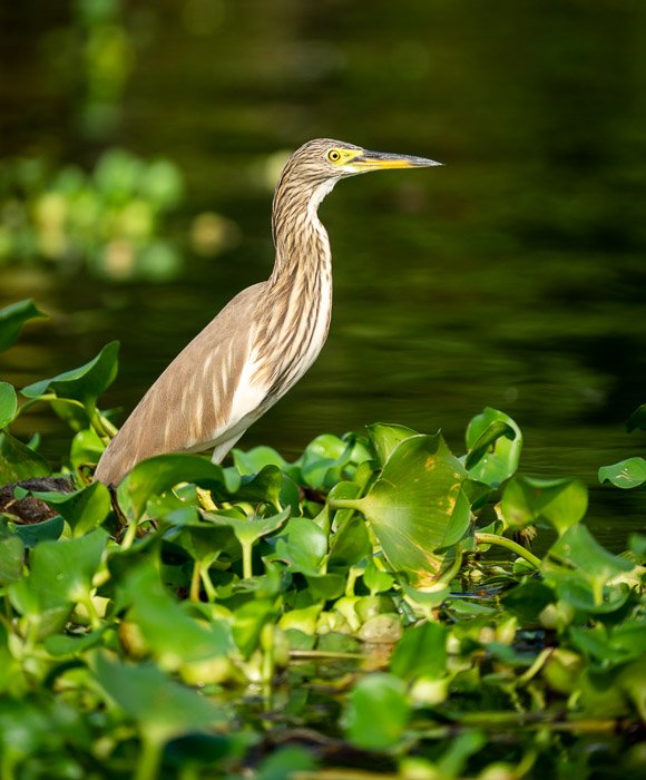 A young Yellow Bittern photographed in southern India