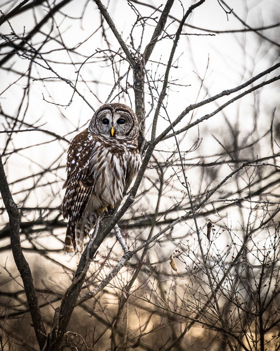 Owl sitting in a tree shot using a camera bean bag